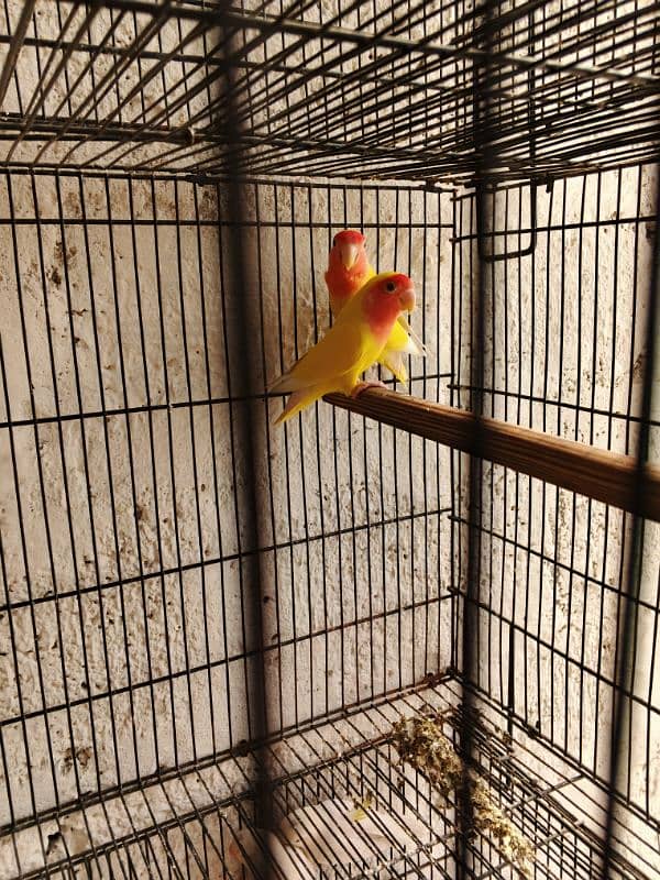 2. Albino red eye lovebirds breder pair with dna female laying eggs 7