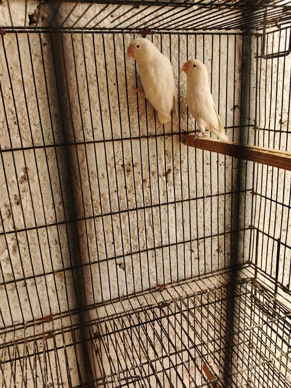 2. Albino red eye lovebirds breder pair with dna female laying eggs 8