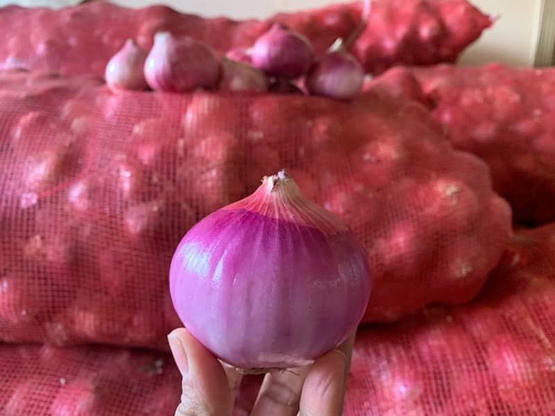 Best Quality Onion | First Select And Then Buy 1