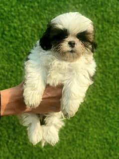 Exclusive Shihtzu puppies