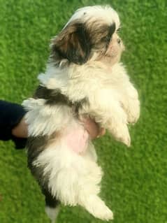 Exclusive Shihtzu puppies