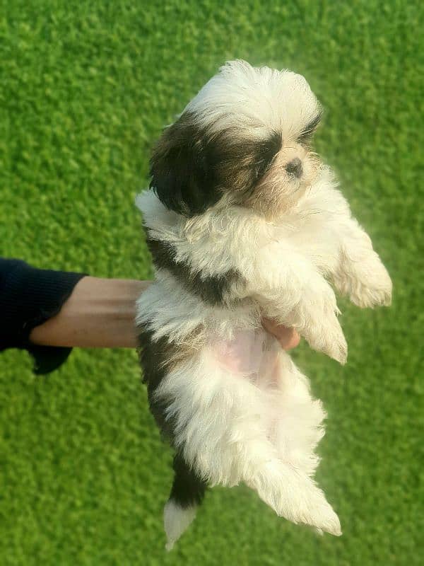 Exclusive Shihtzu puppies 2