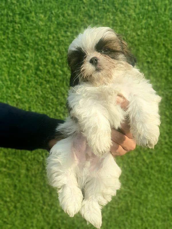 Exclusive Shihtzu puppies 4