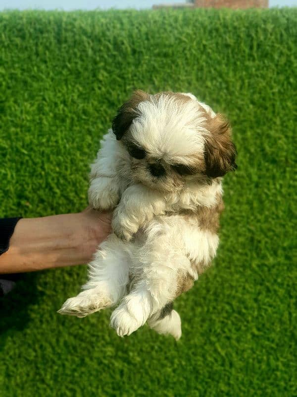 Exclusive Shihtzu puppies 5