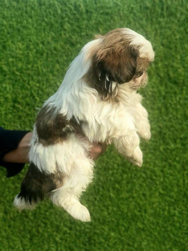 Exclusive Shihtzu puppies 7