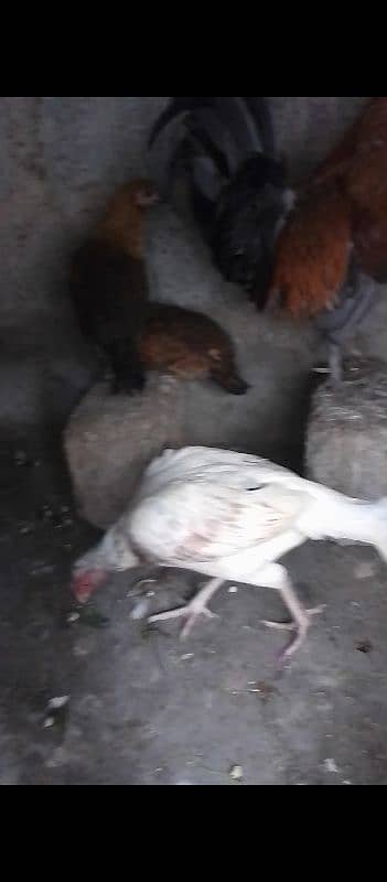 austrolop gray and aseel hens 8