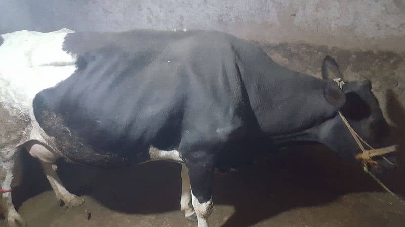 imported Haifer cow 2