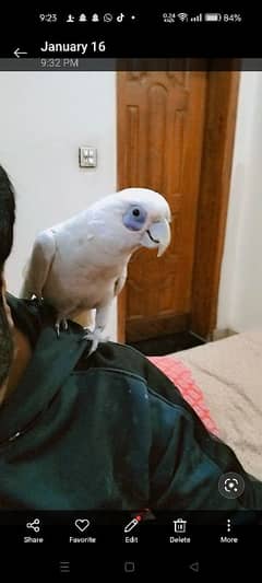 Cockatoo