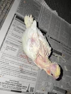 common white hand feed chick available