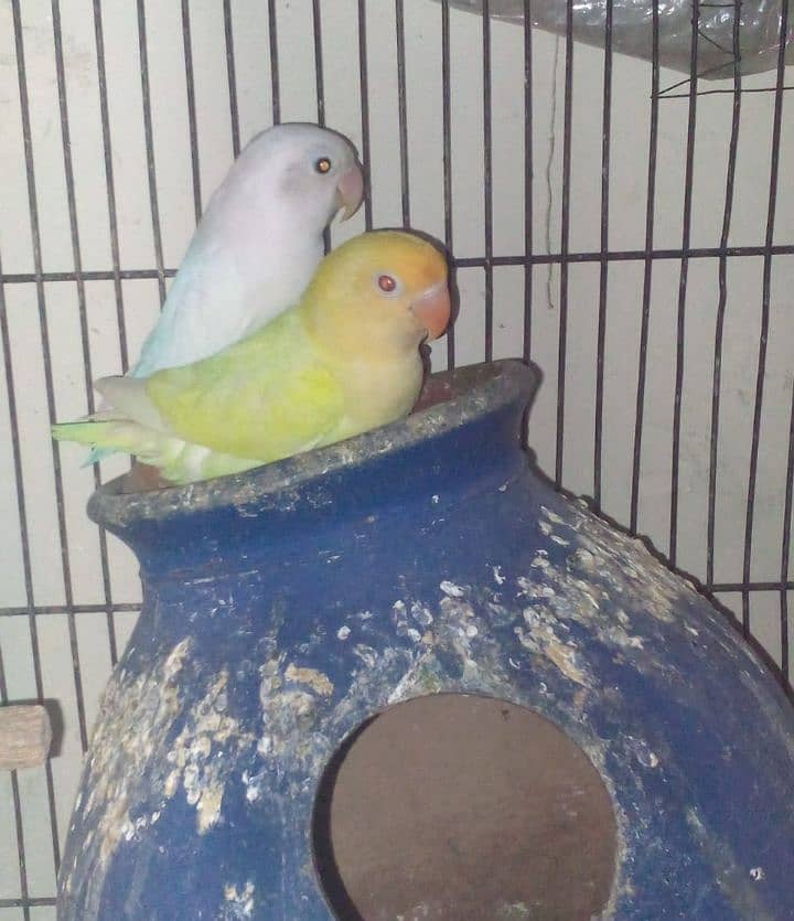 . Quality Love birds. 3