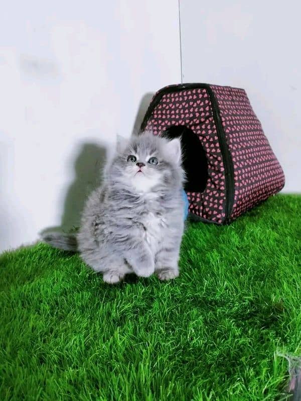 PERSIAN KITTEN FOR SALE ONLY CONTACT WHATUP 03292450497 0