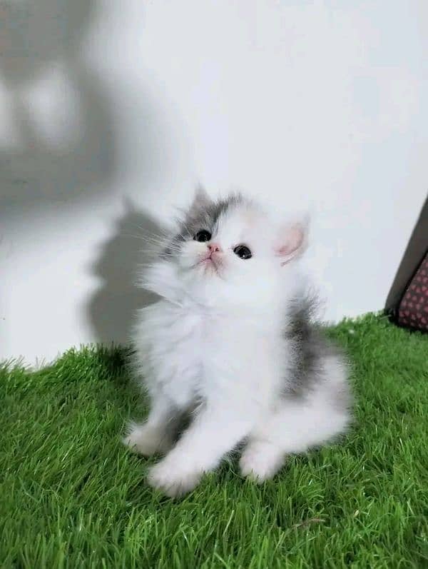 PERSIAN KITTEN FOR SALE ONLY CONTACT WHATUP 03292450497 3