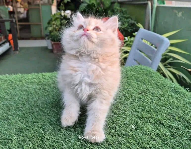 PERSIAN KITTEN FOR SALE ONLY CONTACT WHATUP 03292450497 10