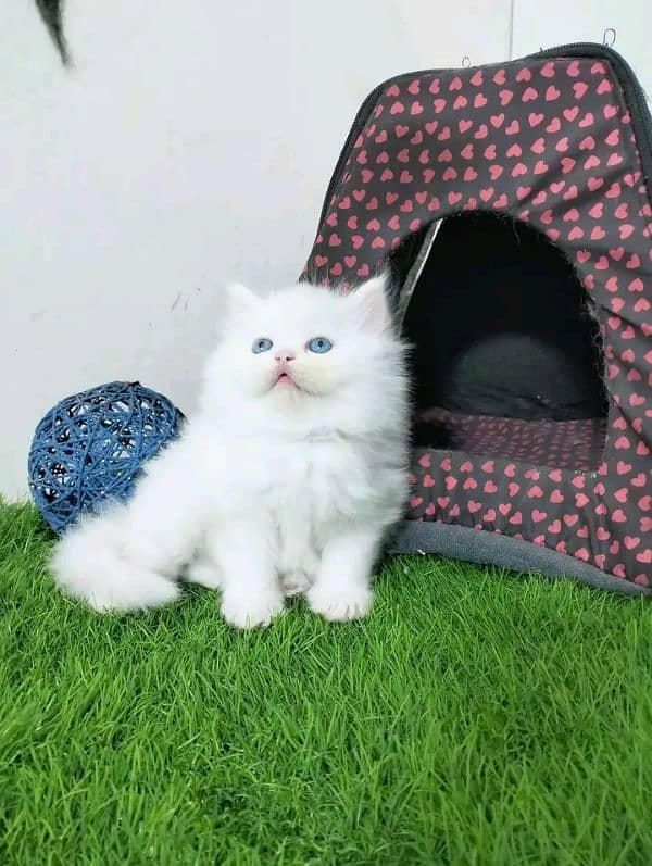 PERSIAN KITTEN FOR SALE ONLY CONTACT WHATUP 03292450497 13