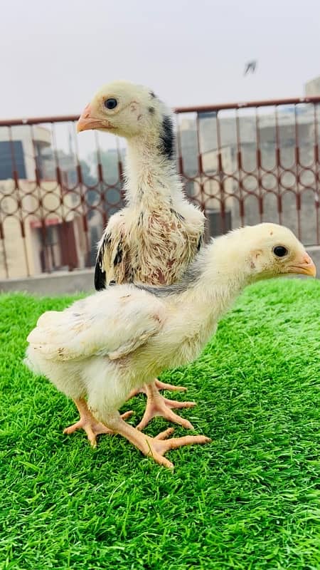 1 month oh shamo chicks available 2