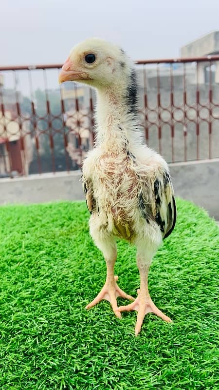 1 month oh shamo chicks available 3