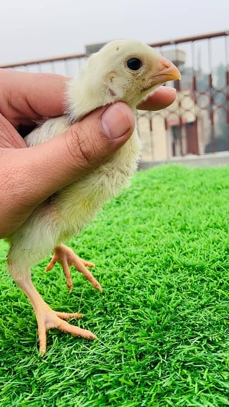 1 month oh shamo chicks available 4