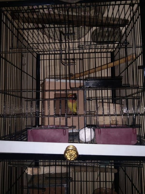 Australian & Lovebird parrot with 4 Portion Cage With Accessories 3