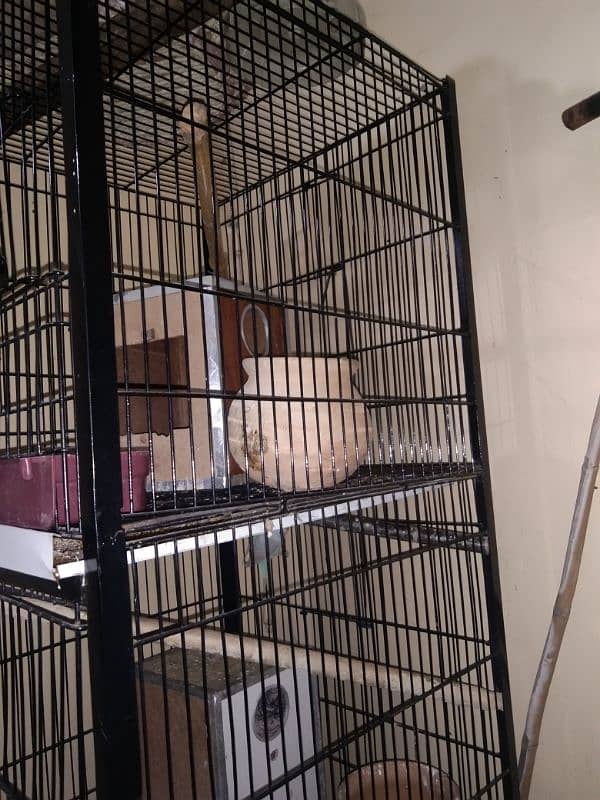 Australian & Lovebird parrot with 4 Portion Cage With Accessories 6