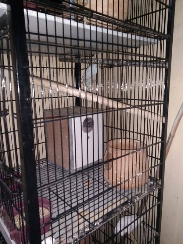 Australian & Lovebird parrot with 4 Portion Cage With Accessories 7