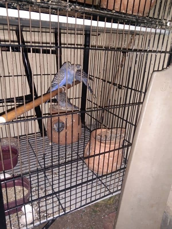 Australian & Lovebird parrot with 4 Portion Cage With Accessories 8