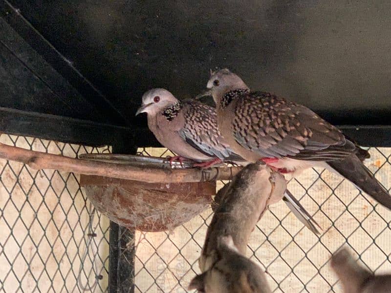 Dove  Beautiful  Pair 0