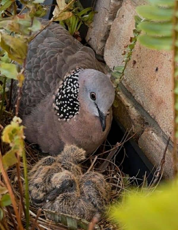 Dove  Beautiful  Pair 3