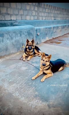 German Shepherd dogs for sale 170k