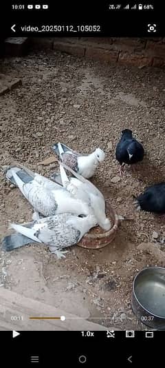 sentinate pigeon 2 pair for sale location bwp03009857668