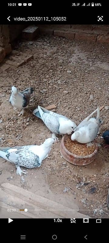 sentinate pigeon 2 pair for sale location bwp03009857668 2