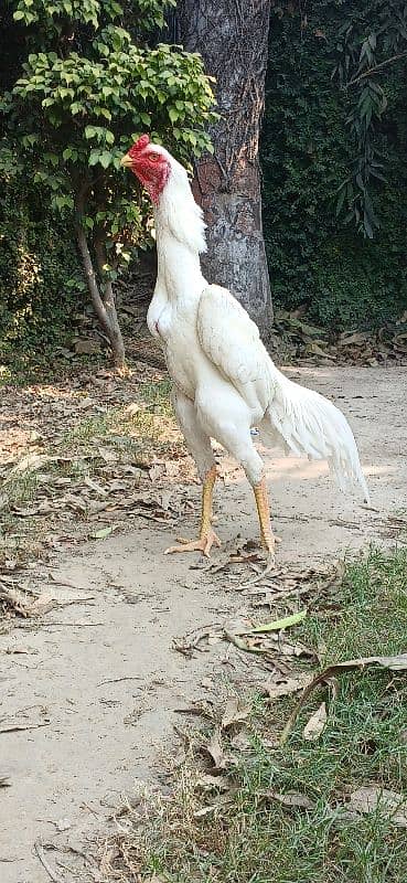 white shamo chicks available 0