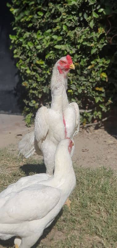 white shamo chicks available 2