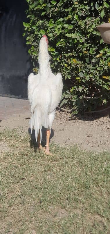 white shamo chicks available 3