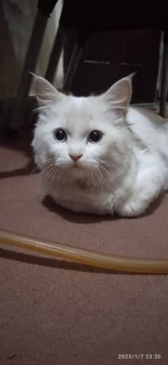 FOR SALE Persian Cat white