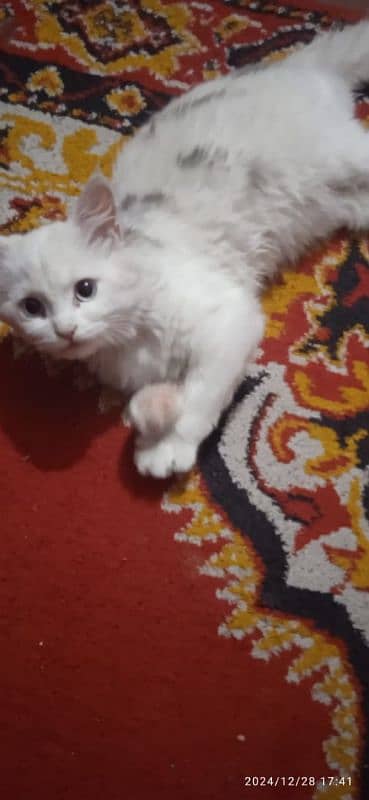 FOR SALE Persian Cat white 2