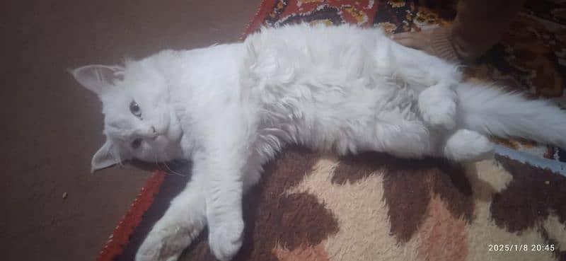 FOR SALE Persian Cat white 3