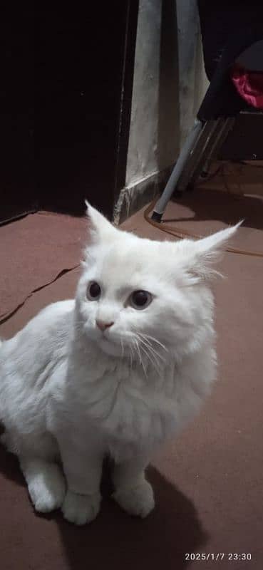 FOR SALE Persian Cat white 4