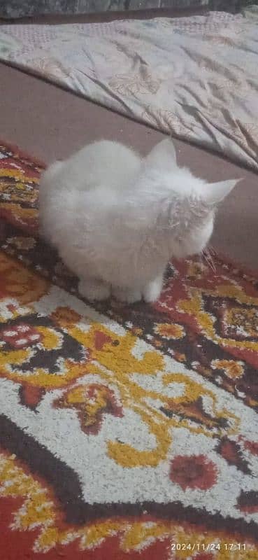 FOR SALE Persian Cat white 5