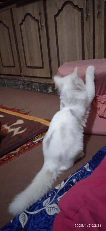 FOR SALE Persian Cat white 6