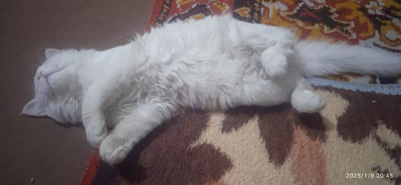 FOR SALE Persian Cat white 7