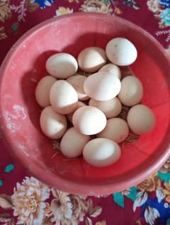 pure aseel eggs for sale  300 per egg parents pik attached ha