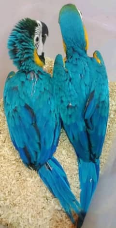 blue macaw parrot chips for sale 0336*1438*647