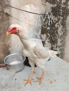 paper white pure shamo female