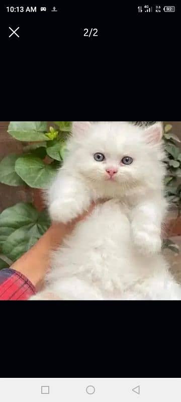 quality Persian panch face cate & kittan male female both available h 0