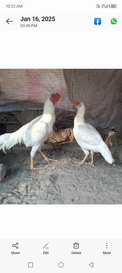 Pure White Aseel pair for sale