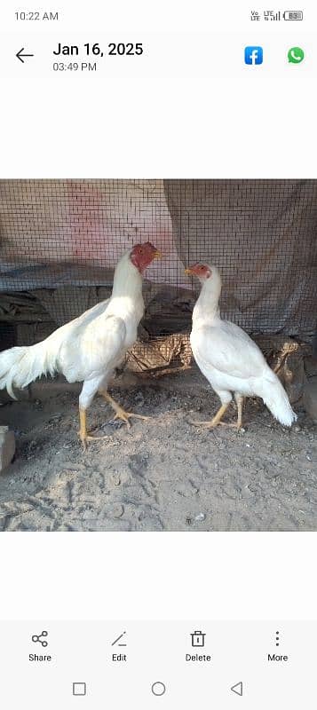 Pure White Aseel pair for sale 0