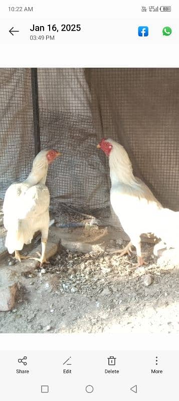 Pure White Aseel pair for sale 1