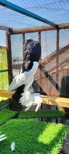 black magpie reversing male breed