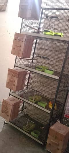 Albino red eyes /parblue spileno /latino personata parrots for sale