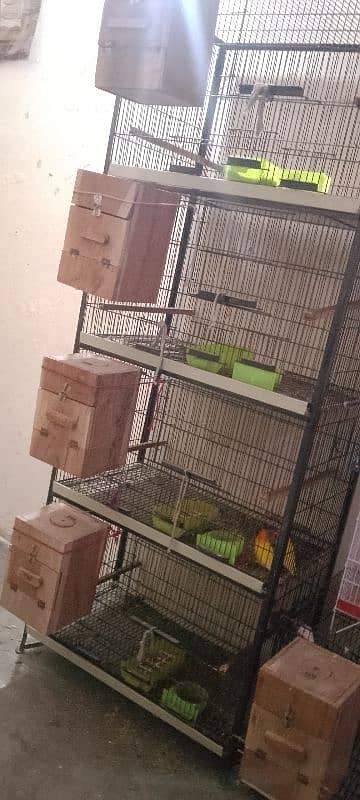 Albino red eyes /parblue spileno /latino personata parrots for sale 0